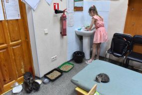 Cats in a pet hostel