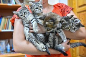 Cats in a pet hostel