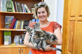 Cats in a pet hostel