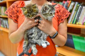 Cats in a pet hostel