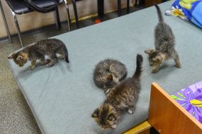Cats in a pet hostel