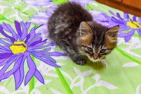Kitten in a pet hostel