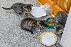 Cats in a pet hostel