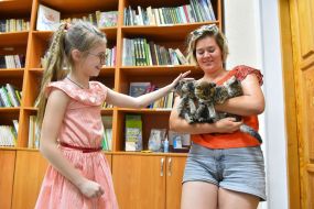 Cats in a pet hostel