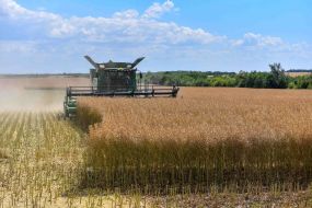 Harvesting of grain crops