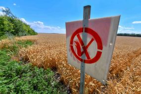 "No open fire" sign near a wheat field