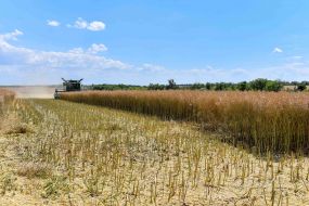 Harvesting of grain crops