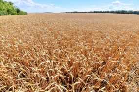 Harvesting of grain crops