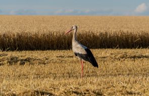 A stork on a field in the Kharkiv region