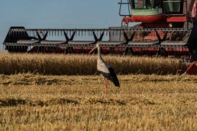 A stork on the background of a combine harvester on a field in the Kharkiv region
