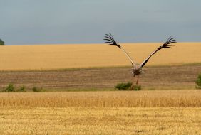 A stork flies over a field in the Kharkiv region