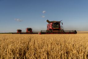Combine harvesters harvest barley in a field in the Kharkiv region