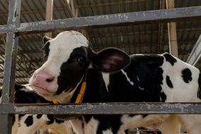 Calves in a fence in the Kharkiv region