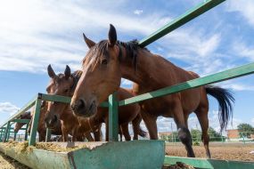 Horses in a paddock in the Kharkiv region