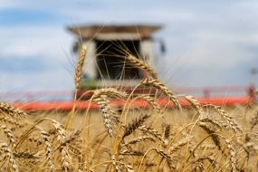 A combine harvester harvests wheat in a field in the Kharkiv region