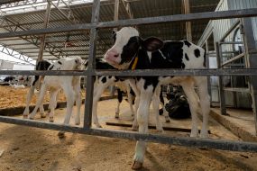 Calves in a fence in the Kharkiv region