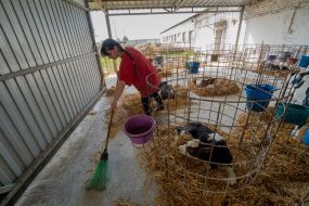 A girl cleans a fence with calves in the Kharkiv region