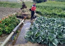 Cabbage around the destroyed tank of the Russian invaders in the vegetable garden in the village of Velyka Dymerka