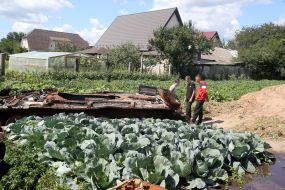 Cabbage around the destroyed tank of the Russian invaders in the vegetable garden in the village of Velyka Dymerka