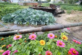 Cabbage around the destroyed tank of the Russian invaders in the vegetable garden in the village of Velyka Dymerka