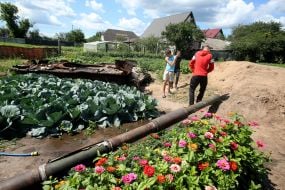 Cabbage around the destroyed tank of the Russian invaders in the vegetable garden in the village of Velyka Dymerka