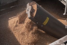 Harvesting wheat in the Kyiv region
