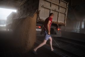Harvesting wheat in the Kyiv region