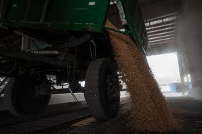 Harvesting wheat in the Kyiv region