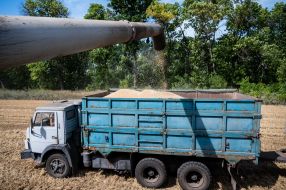 Harvesting wheat in the Kyiv region