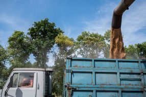 Harvesting wheat in the Kyiv region