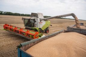 Harvesting wheat in the Kyiv region
