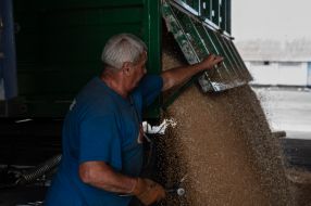 Harvesting wheat in the Kyiv region