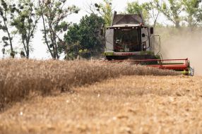 Harvesting wheat in the Kyiv region