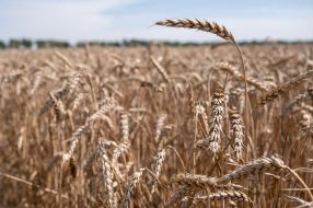 Ears of wheat