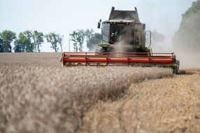 Harvesting wheat in the Kyiv region