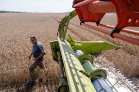 Harvesting wheat in the Kyiv region