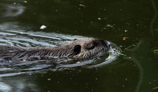 Nutria in the Kyiv Zoo