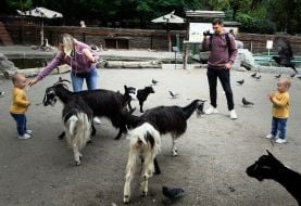 Children and their parents feed goats in the Kyiv Zoo
