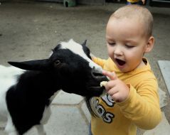 A boy feeds a goat in the Kyiv Zoo