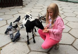 Girl feeds a goat in the Kyiv Zoo