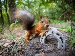 Squirrel