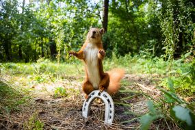 Squirrel