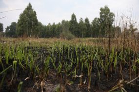 Eliminating the fire on the peatland