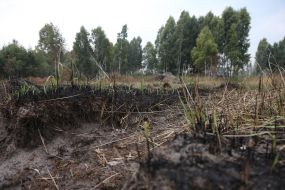 Eliminating the fire on the peatland
