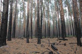 Eliminating the fire on the peatland