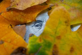 A banknote under the leaves