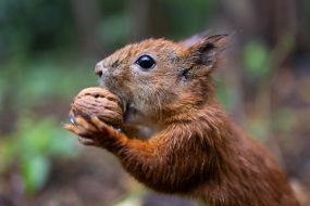 A squirrel gnaws a nut