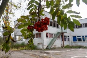 Плоди горобини у дворі дитячого садка, в якому розташовувалися солдати рф