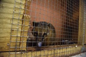 Home of Rescued Animals in Lviv