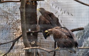 Bird on the territory of the Home of Rescued Animals in Lviv